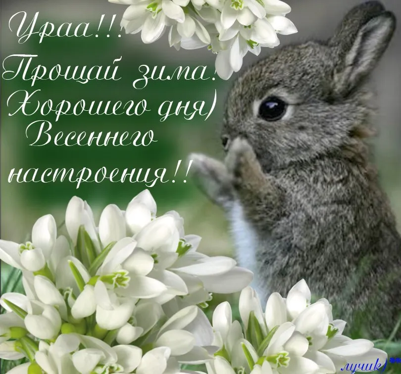Открытка С первым днём весны - Цветы и кролик: Открытка с весенним настроением | Красивая открытка #18