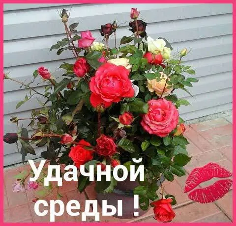 Открытка Открытки на среду - Букет роз: красные и розовые цветы | Красивая открытка #71