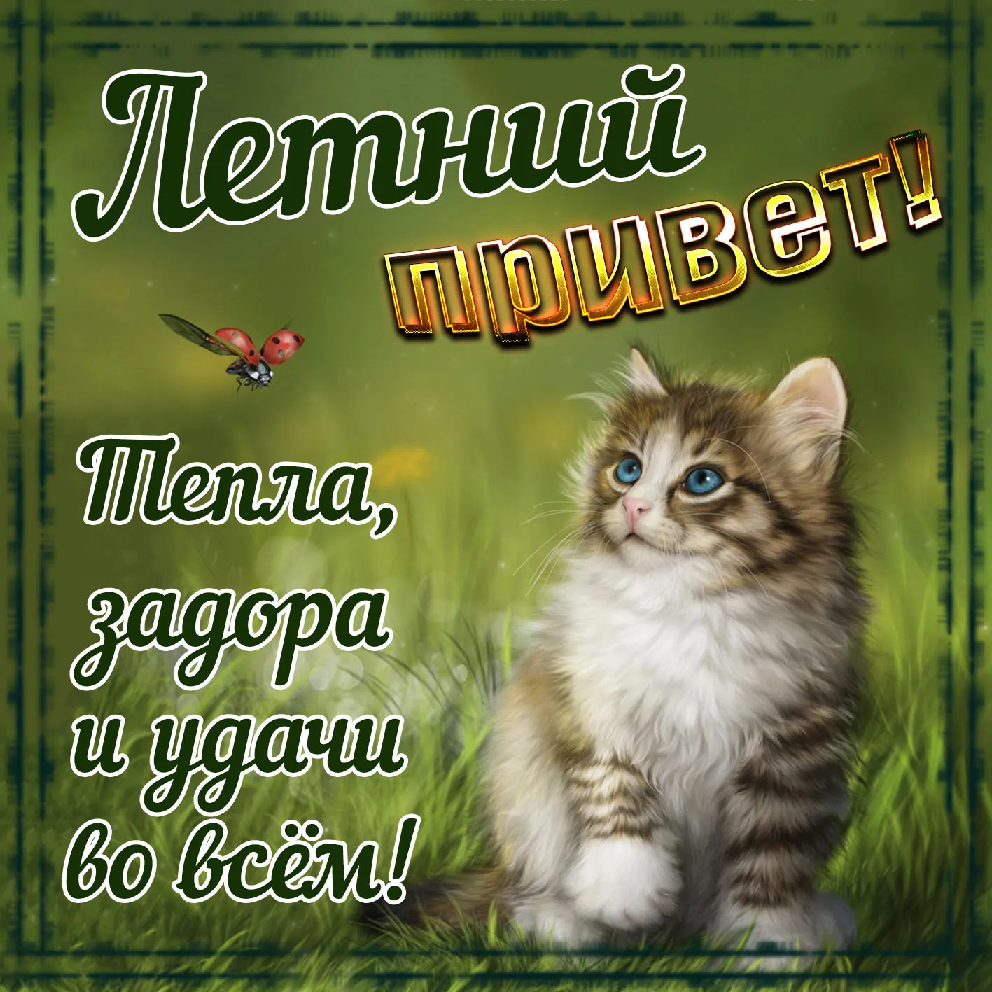 Открытка летний привет - Подарок с котиком | Красивая открытка #29