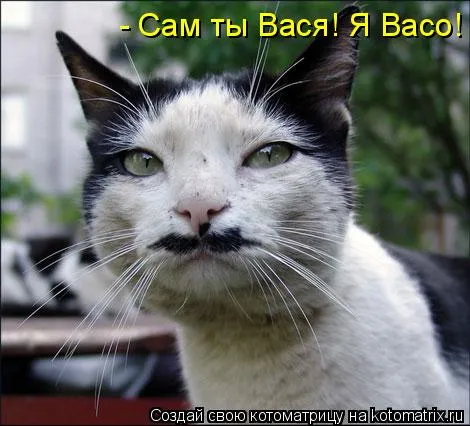 Открытка открытки с именем Василий - Черный кот с усами на открытке  Прикольные открытки | Красивая открытка #205
