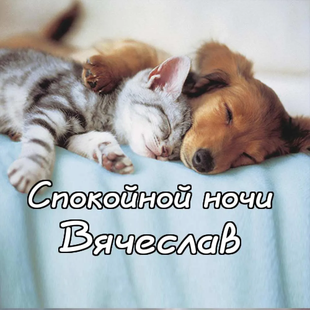 Открытка открытки с именем Вячеслав - Спящий котенок: милая открытка спокойной ночи | Красивая открытка #79
