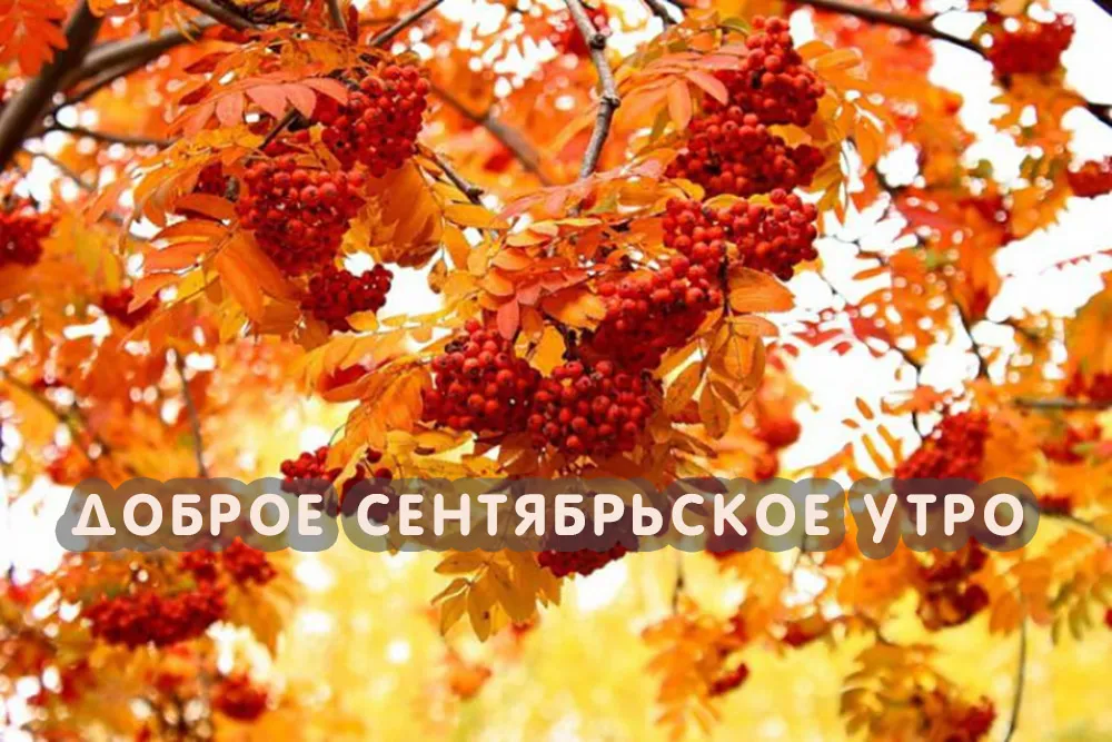 Открытка Сентябрь - Спелые рябины на фоне осенней листвы | Красивая открытка #3