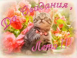 Открытка Открытки с последним днем лета - Открытка с котенком в цветах | Красивая открытка #35