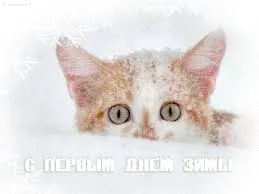 Открытка Первый день зимы - Милый котенок на открытке — фото, поздравление | Красивая открытка #105