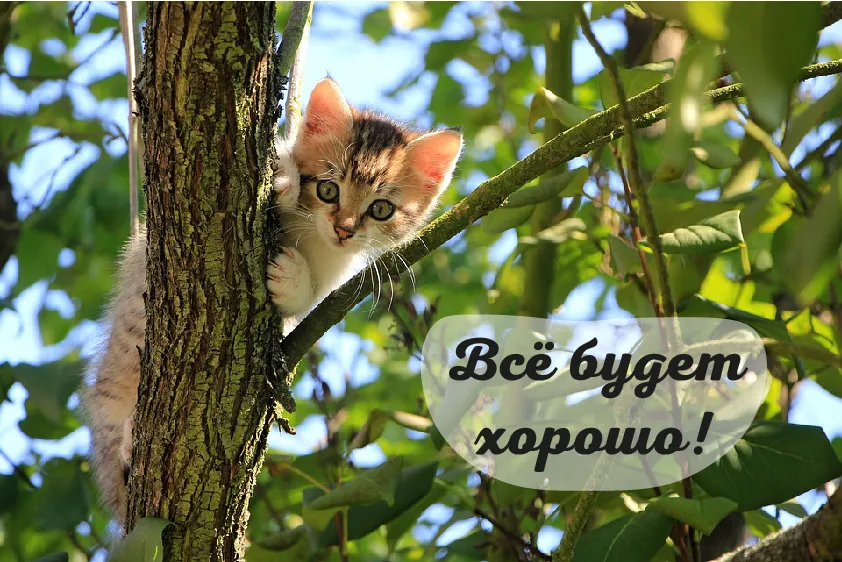Открытка Всё будет хорошо! - Котенок на дереве: милая открытка с котенком | Красивая открытка #9