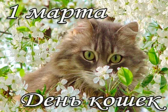 Открытка С Всемирным днём кошек - Пушистый кот среди цветущей вишни | Красивая открытка #69