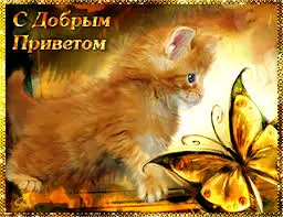 Открытка Привет - Котенок и бабочка: Открытка с милым котенком | Красивая открытка #180