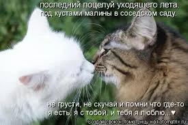Открытка Я рядом - Две кошки целуются на фоне зелени | Красивая открытка #84