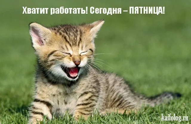Открытка Пятница - Котенок на траве — открытка с котиком | Красивая открытка #27
