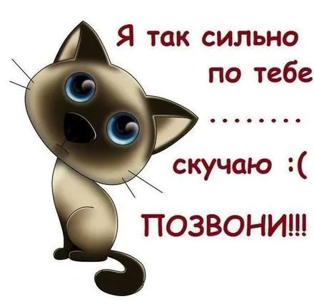 Открытка Скучаю - Милый котёнок: открытка с котиком для праздника | Красивая открытка #273