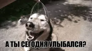 Открытка Открытки улыбнись - Смешная открытка: хаски улыбается — хорошее настроение | Красивая открытка #89