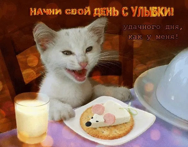 Открытка Удачного дня - С днем рождения: милый котенок с угощением | Красивая открытка #7