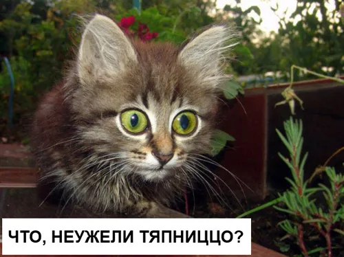 Открытка Пятница - Милый котенок на открытке: С днем рождения! | Красивая открытка #36