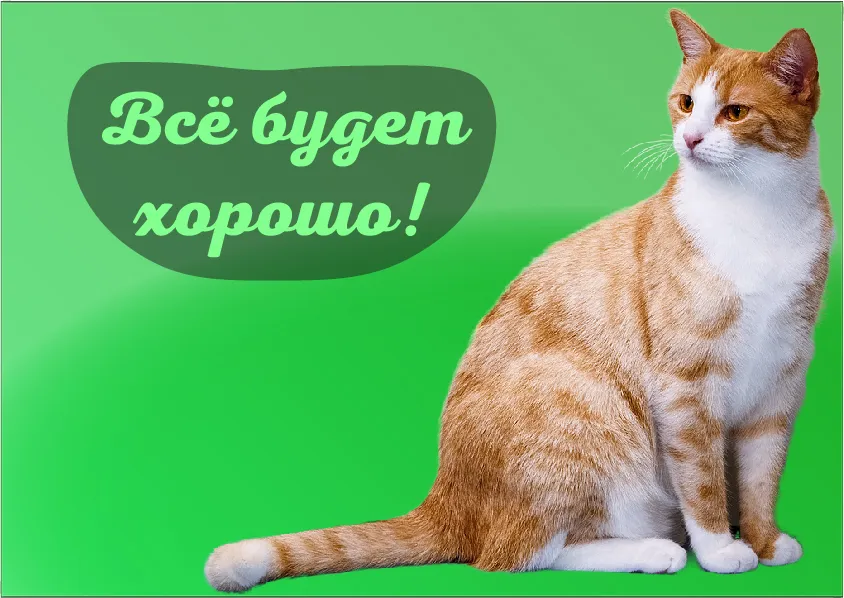 Открытка Всё будет хорошо! - Открытка с рыжим котом на зеленом фоне | Красивая открытка #28