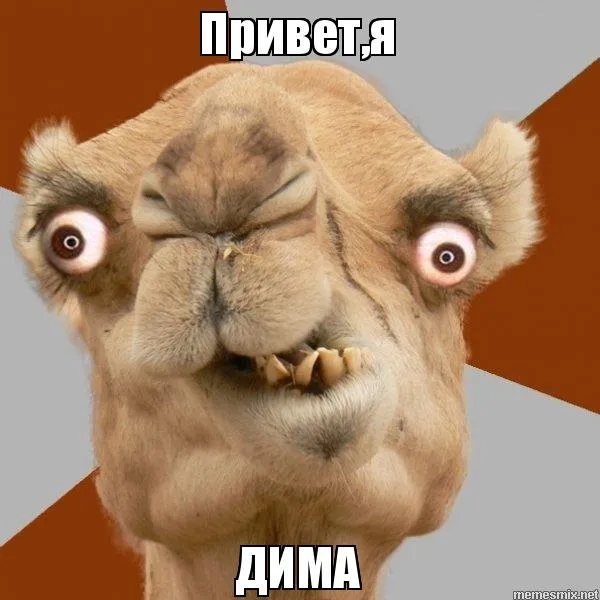 Открытка открытки с именем Дмитрий  - Забавные открытки с верблюдом | Красивая открытка #117