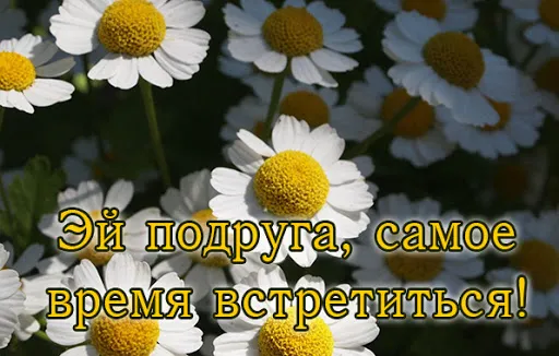 Открытка Давай встретимся  - Поле с ромашками - открытка с цветами | Красивая открытка #8