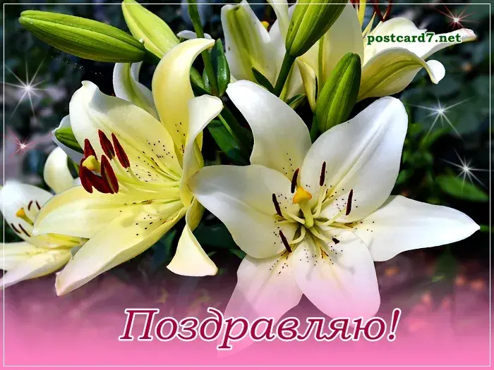 Открытка Открытки поздравляю - Открытка с лилиями: нежные белые цветы | Красивая открытка #7