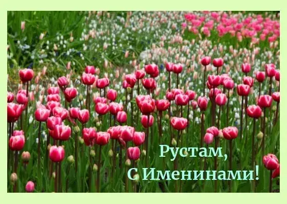 Открытка Открытки с именем Рустам - Поле тюльпанов: поздравления с именем Рустам | Красивая открытка #164
