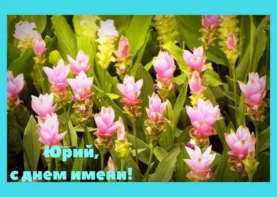 Открытка Открытки с именем Юрий - Открытка с цветами: нежные розовые цветы на зелёном фоне | Красивая открытка #112