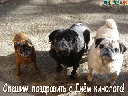 Открытка Открытки с днем кинолога - Открытка с щенками: поздравление с Днём пса | Красивая открытка #30