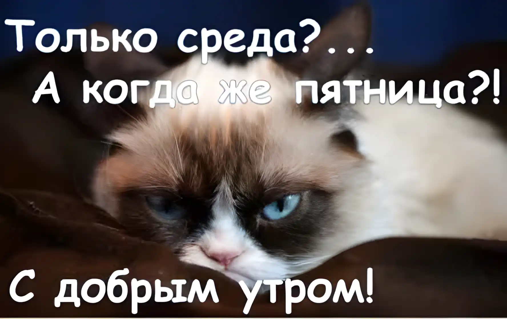 Открытка Среда - Грустный кот на открытке: смешное поздравление | Красивая открытка #55