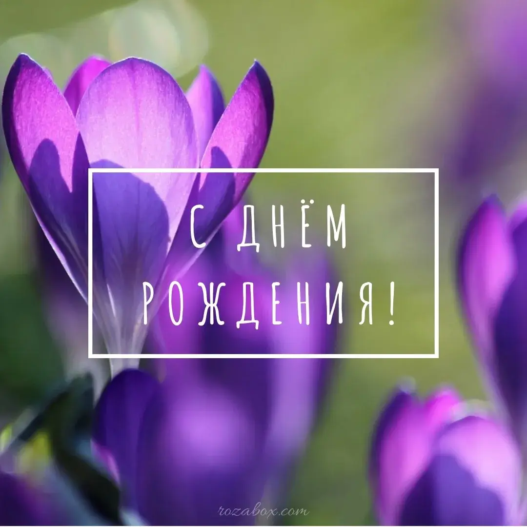 Открытка С крокусами - Открытка с цветами: С Днём Рождения! | Красивая открытка #23