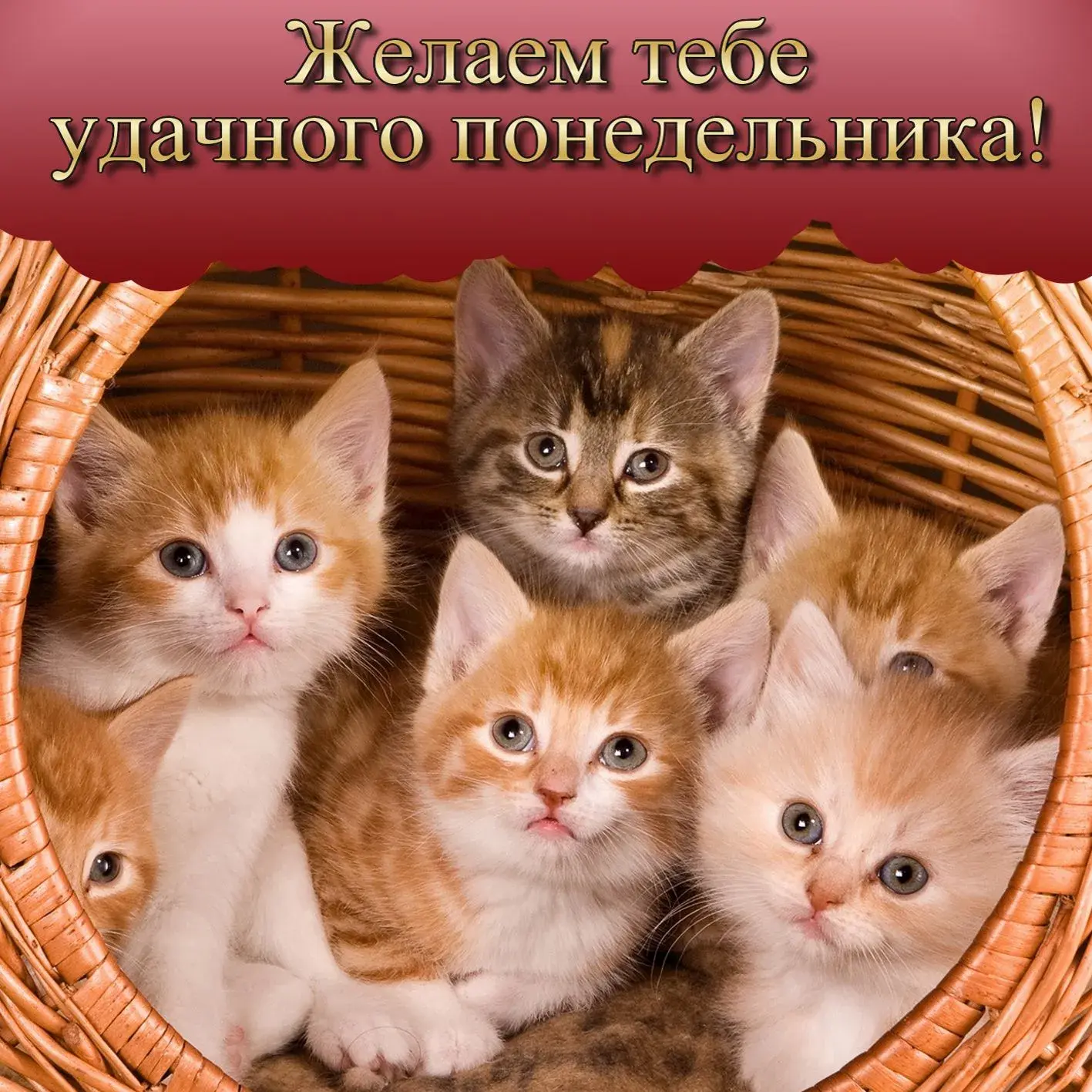 Открытка Удачного понедельника - Коты в корзинке: милые котята, открытка | Красивая открытка #71