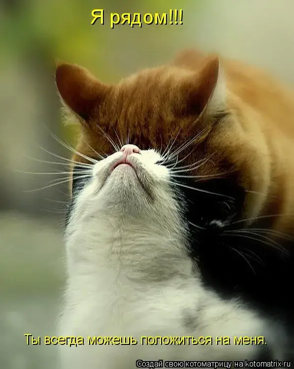 Открытка Открытки я рядом - Котенок смотрит вверх: милая открытка с котенком | Красивая открытка #8