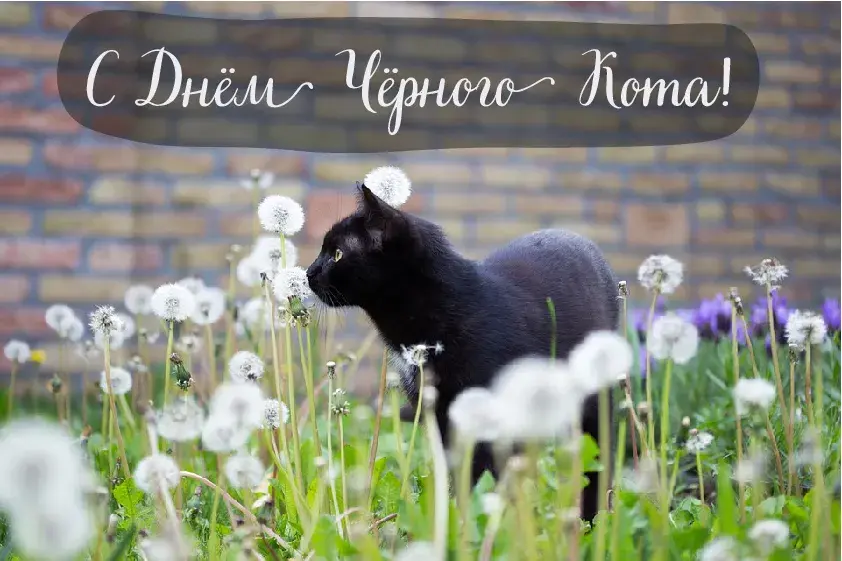 Открытка День черного кота - Черный кот на одуванчиках. Открытка с котом. | Красивая открытка #7