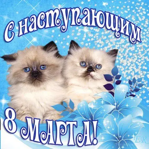 Открытка Открытки с наступающим 8 марта - Открытка с котятами ко дню 8 марта | Красивая открытка #17