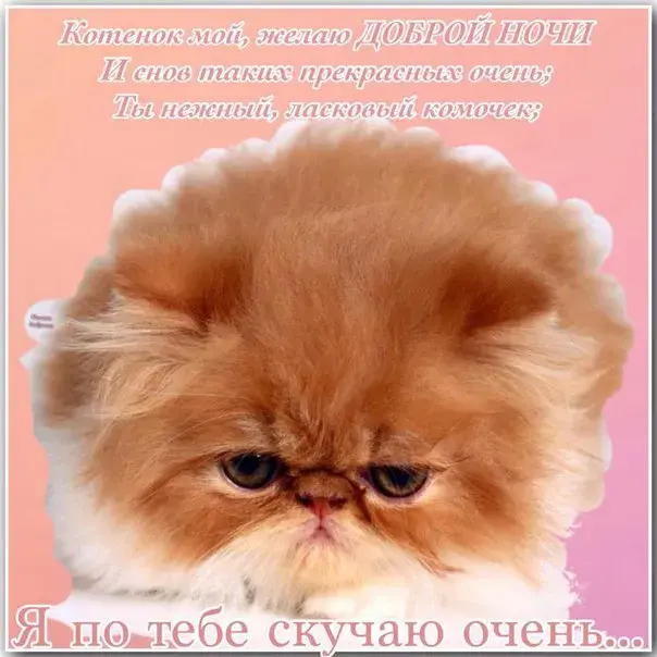 Открытка Открытки скучаю по тебе - Рыжий кот: милая открытка с котенком | Красивая открытка #171