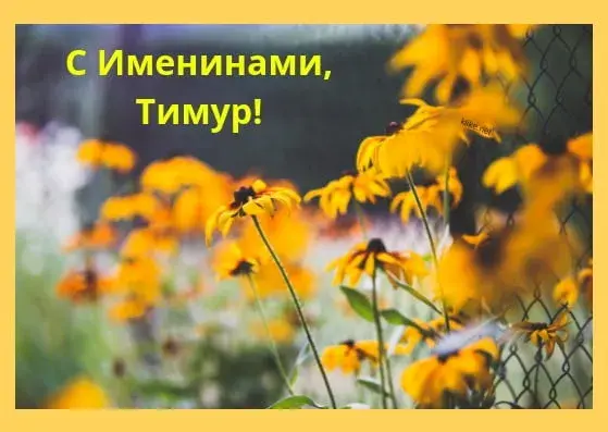 Открытка Открытки с именем Тимур - Полевые цветы: яркая открытка с цветами | Красивая открытка #255