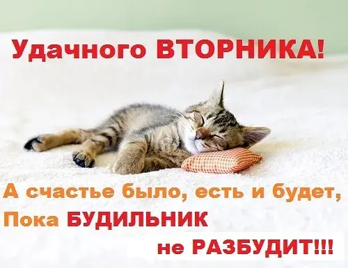Открытка Открытки на вторник - Сплюшка: милый котенок на подушке - открытка | Красивая открытка #85