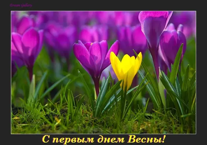 Открытка  С первым днем весны - Весенние цветы: Подснежники и нарциссы. Открытка | Красивая открытка #94