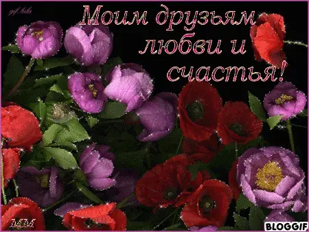 Открытка С маком - Анимированная открытка: красные и фиолетовые розы | Красивая открытка #63