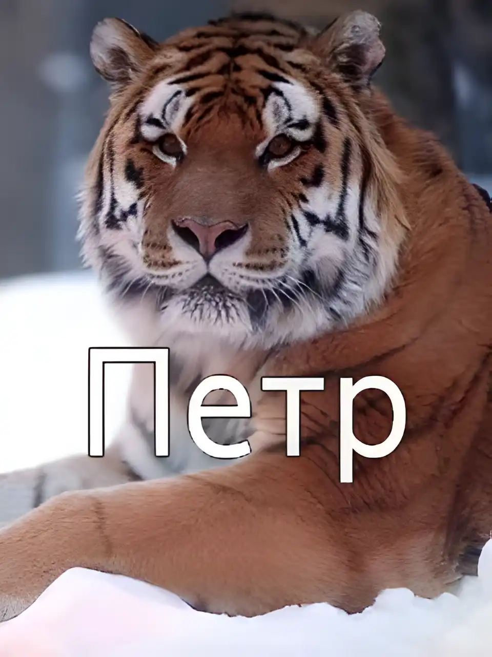Открытка Открытки с именем Петр - Открытка с тигром: символ силы и удачи | Красивая открытка #218