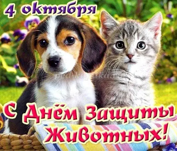 Открытка Открытки с днем защиты животных - Открытка с щенком и котенком | Красивая открытка #20