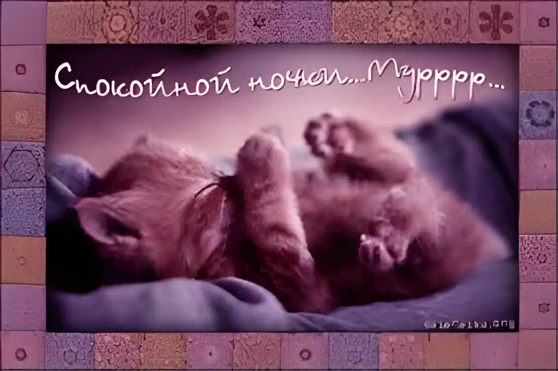 Открытка Открытки с пожеланиями на ночь - Милая кошка спит: открытка с котенком. | Красивая открытка #223