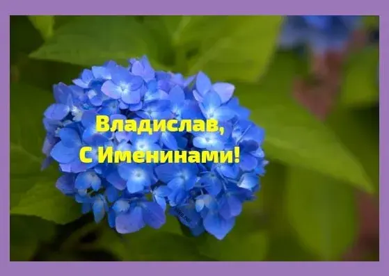 Открытка открытки с именем Владислав  - Открытка с синими гортензиями: С днем рождения! | Красивая открытка #197