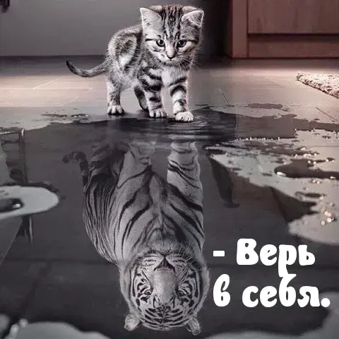 Открытка Цель - Кот и его отражение: милая открытка-сюрприз | Красивая открытка #19