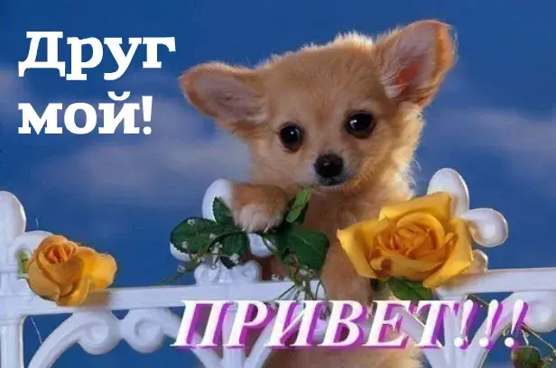 Открытка Привет другу/подруге - Открытка с щенком и цветами | Красивая открытка #21