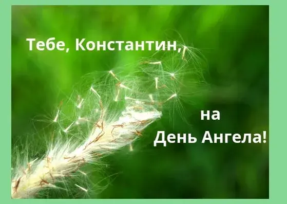 Открытка Открытки с именем Константин  - Пушистый одуванчик на фоне зеленой травы | Красивая открытка #160