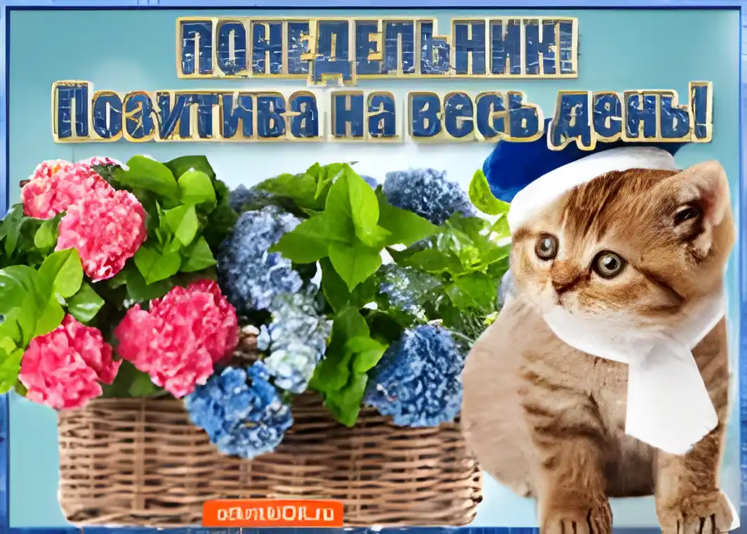 Открытка Открытки на понедельник - Открытка с котенком и гортензиями  Праздничная открытка | Красивая открытка #78