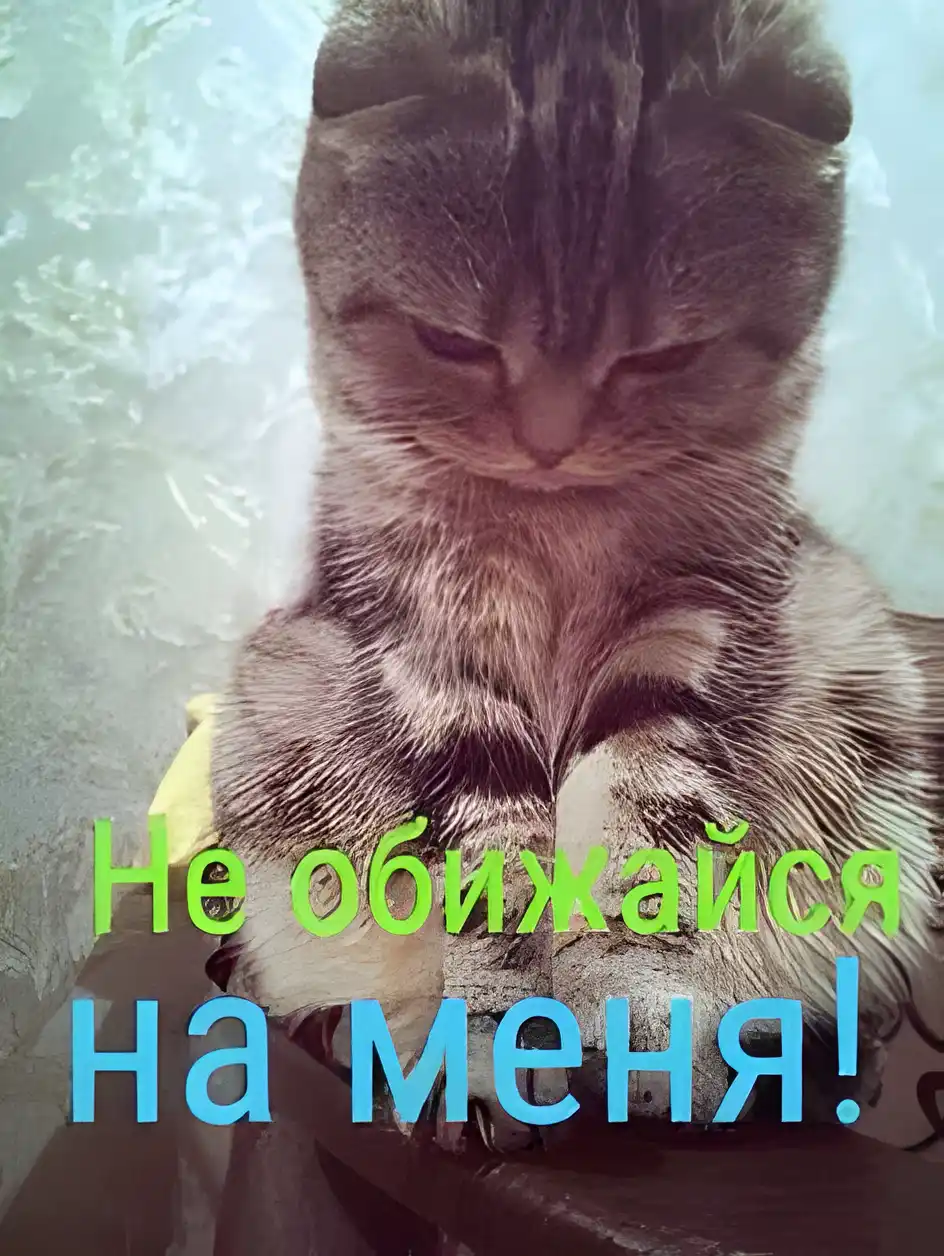 Открытка открытки с извинениями  - Серый котёнок, милый взгляд, открытка | Красивая открытка #160