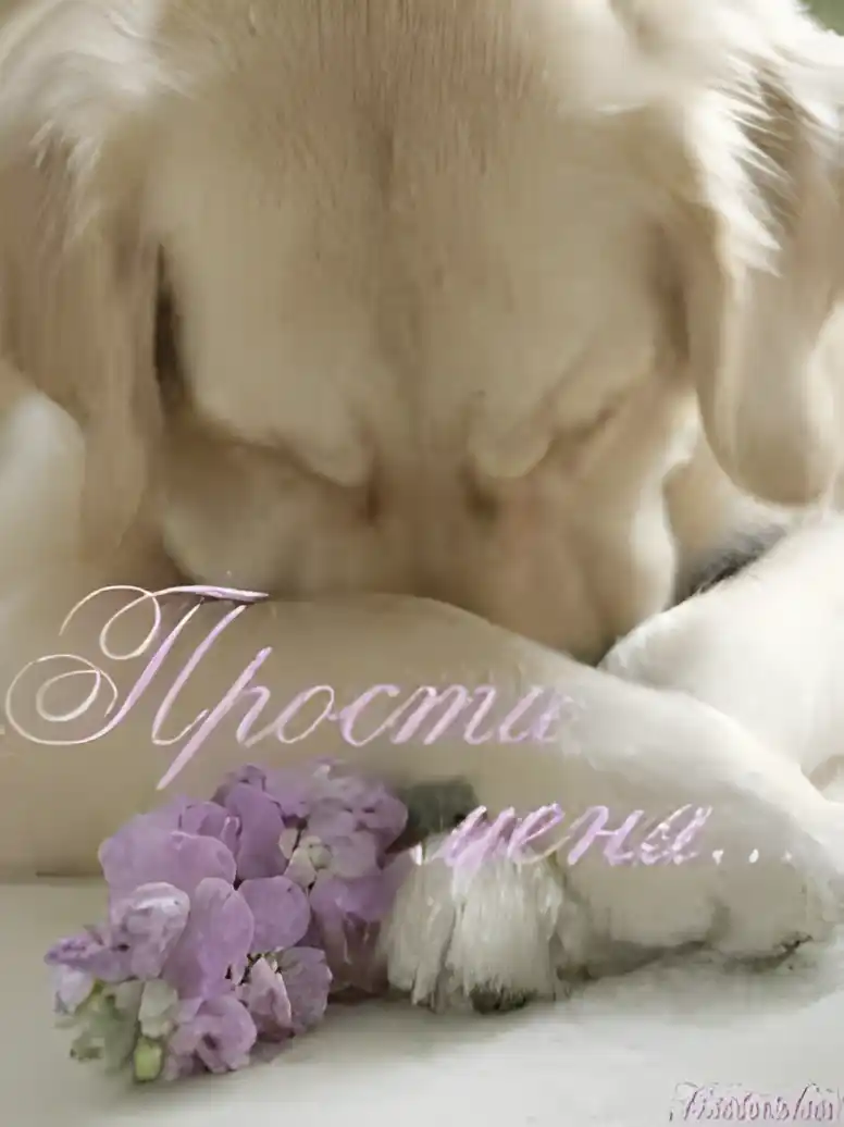Открытка открытки с извинениями  - Лапа щенка и фиалки: милая открытка | Красивая открытка #78