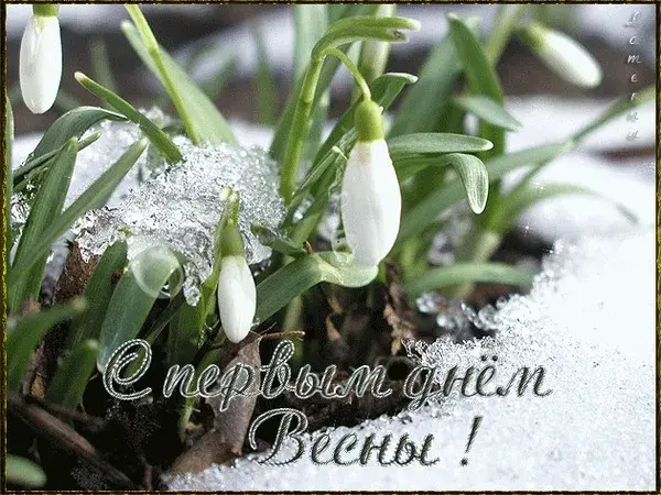 Открытка  С первым днем весны - Подснежники в снегу: Весенняя открытка | Красивая открытка #68