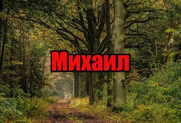 Открытка Открытки с именем Михаил  - Лес, тропинка, осенние деревья - открытка | Красивая открытка #86