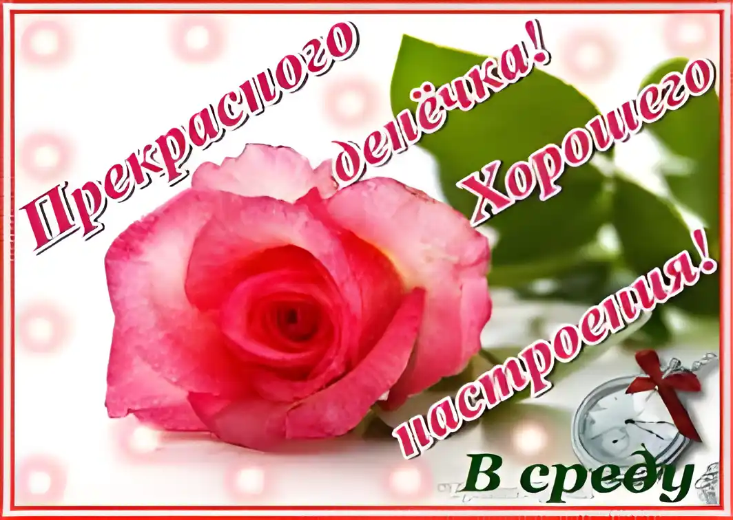 Открытка Открытки на среду - Розовый букет роз на открытке — поздравления | Красивая открытка #159