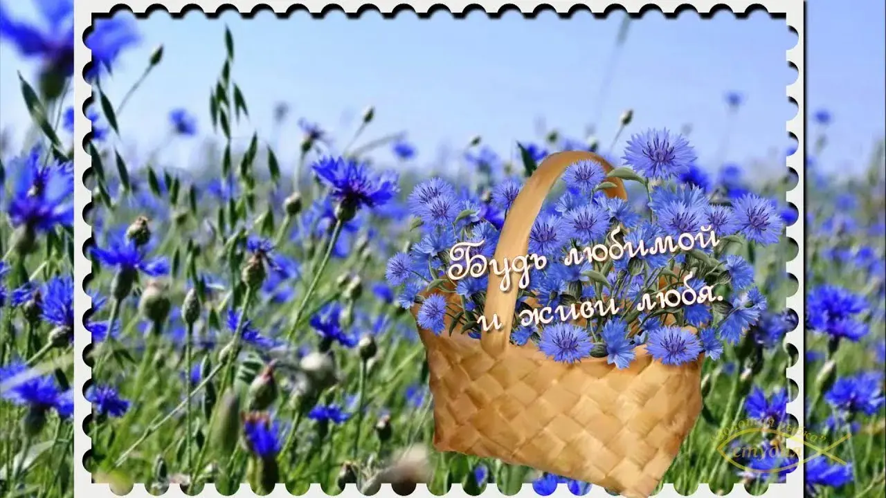 Открытка С васильками - Открытка с полевыми цветами и корзиной | Красивая открытка #34