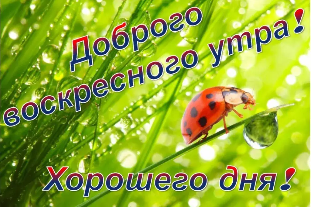 Открытка Открытки на воскресенье - Яркая открытка с божьей коровкой на траве | Красивая открытка #32